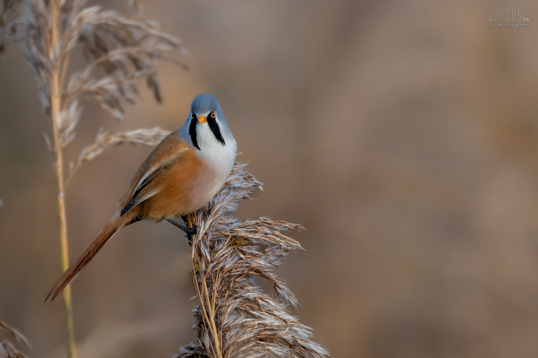 Bearded readling The bearded reedling can only be found in reed fields, they are quite social and are usually seen in groups of up to several dozen birds. The adult male has characteristic black 'moustache'. Stefan Cruysberghs